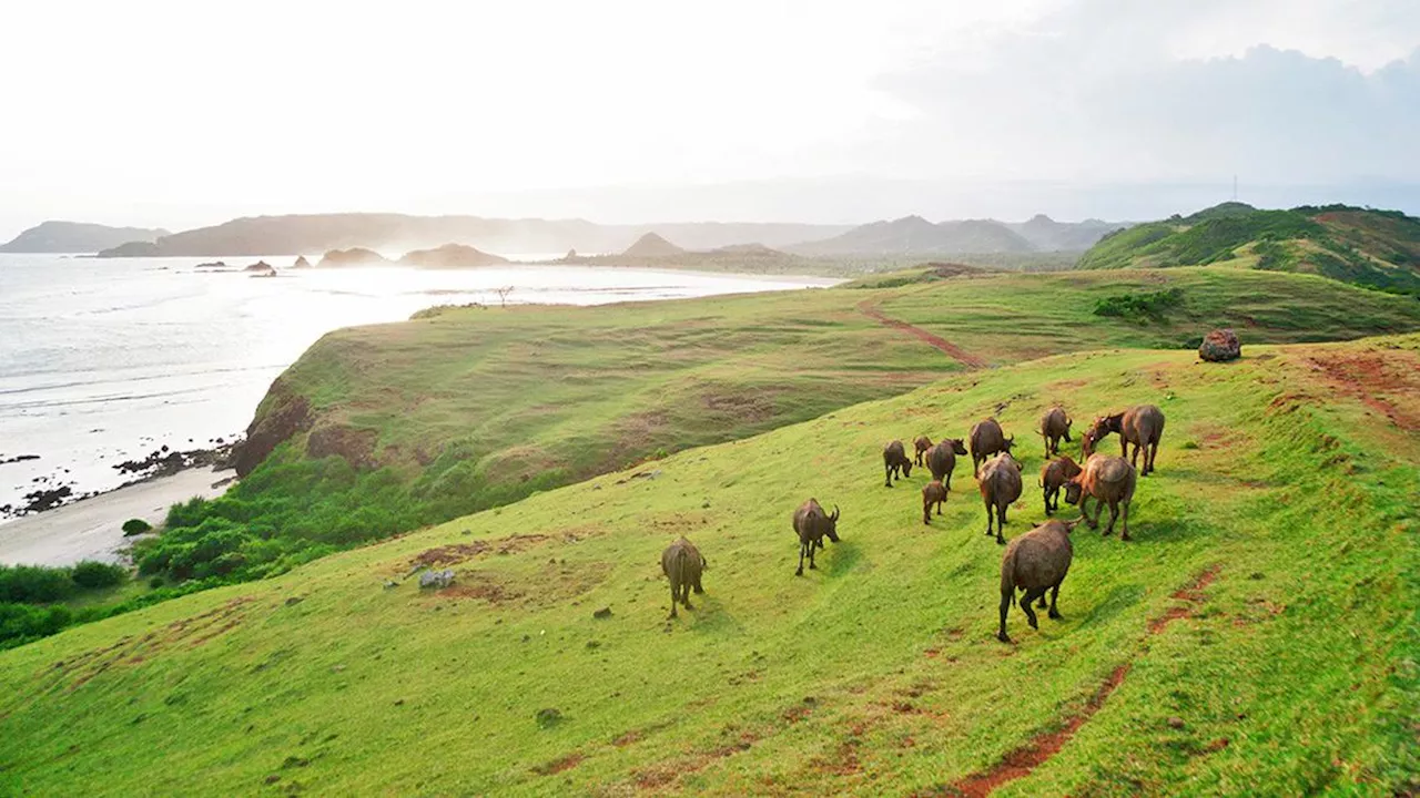 Keindahan Bukit Merese di Lombok Tengah