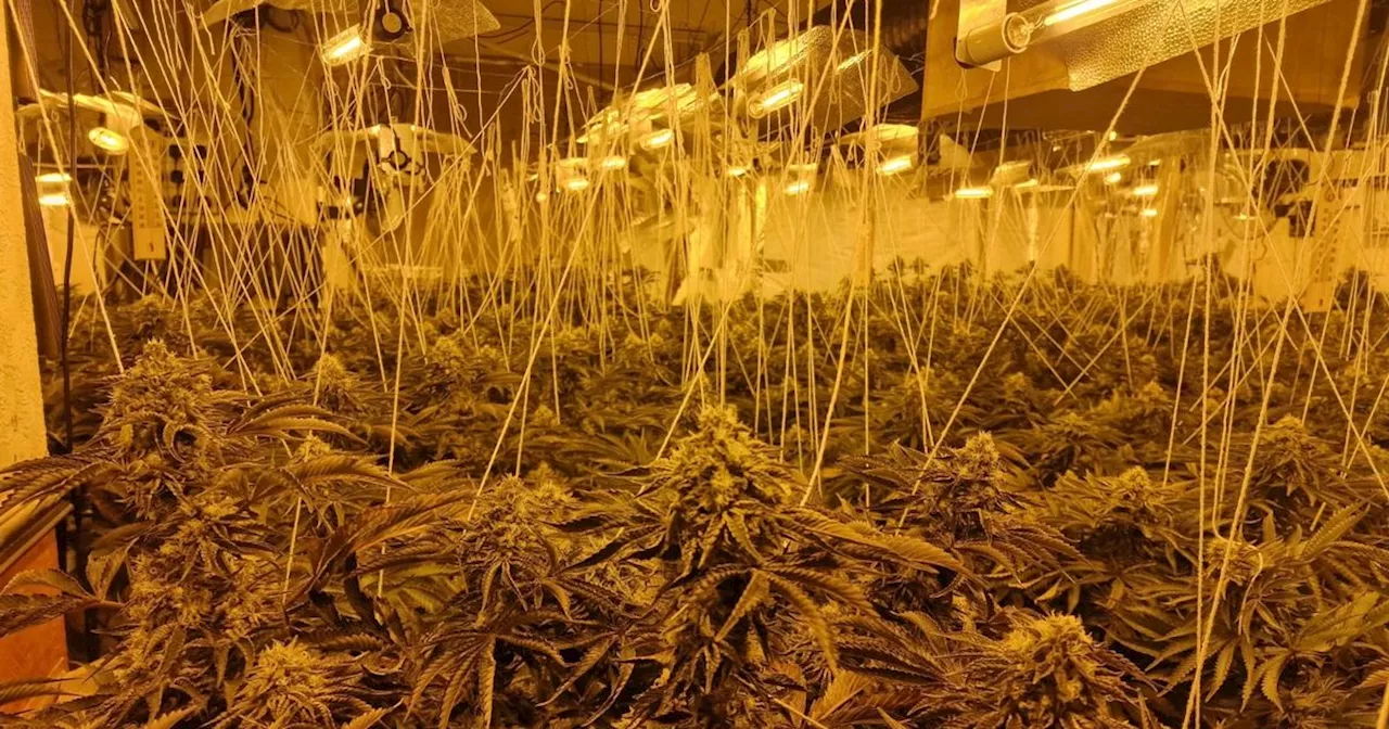 £1 Million Cannabis Farm Found in Former Oldham Pub