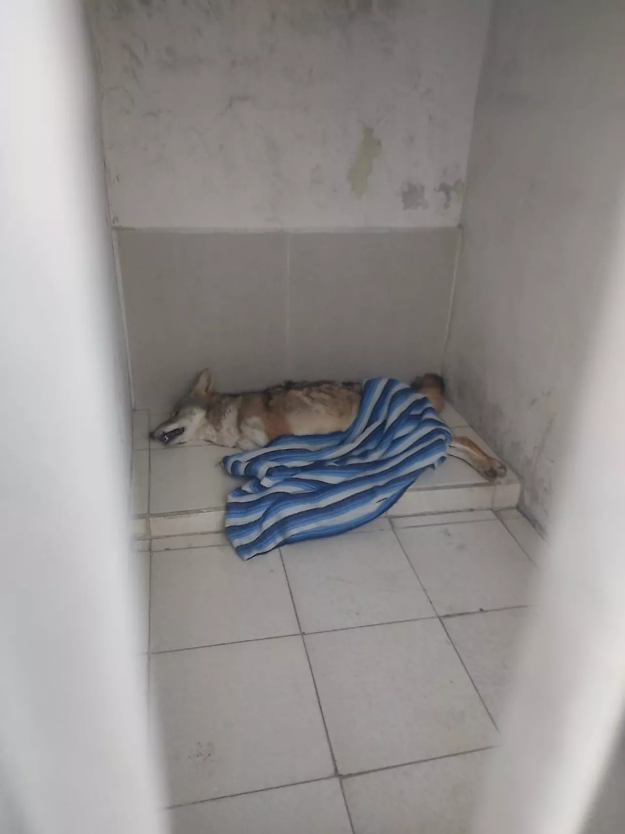 Rescate de coyote en mal estado en Cuautitlán