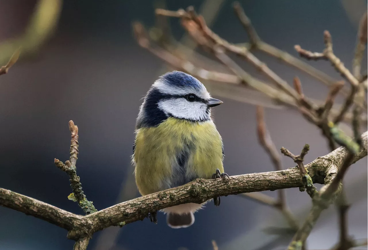 Stunde der Wintervögel: Bürger werden zur Vogelzählung eingeladen