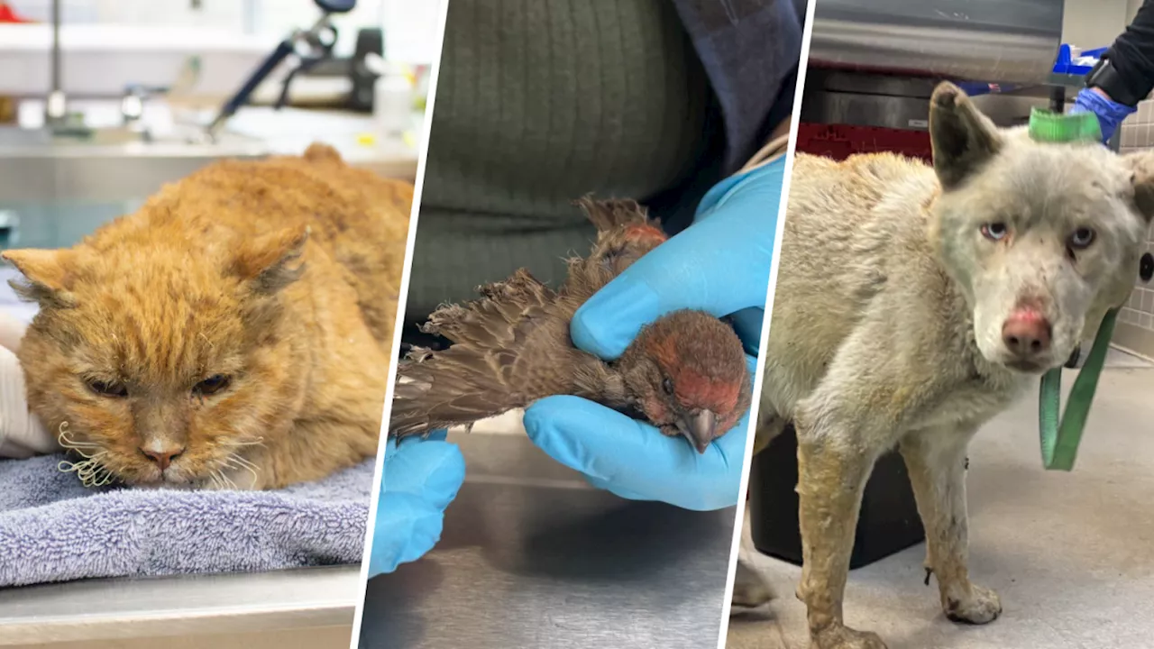 Pasadena Humane caring for 300+ animals amid Eaton Fire evacuation