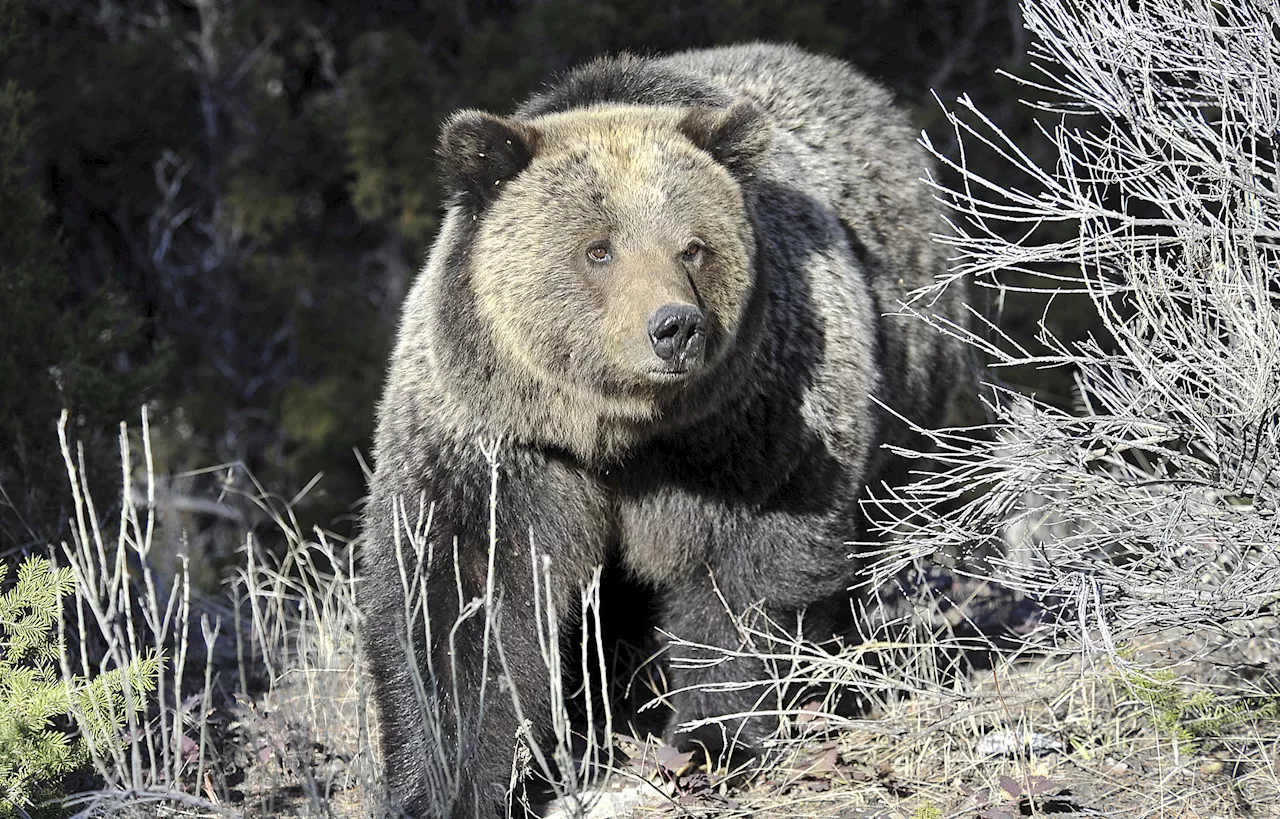 USFWS Keeps Grizzly Bear Protection Despite GOP Push for State Management