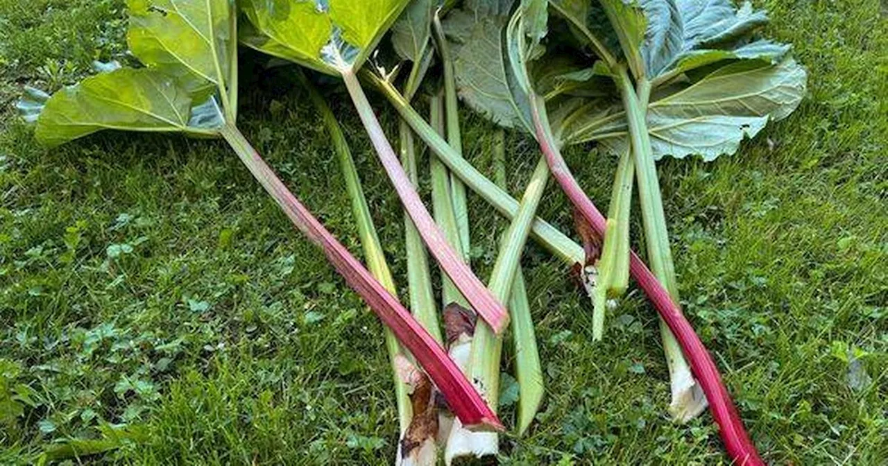 Rhubarb Warning: Don't Harvest in First Year