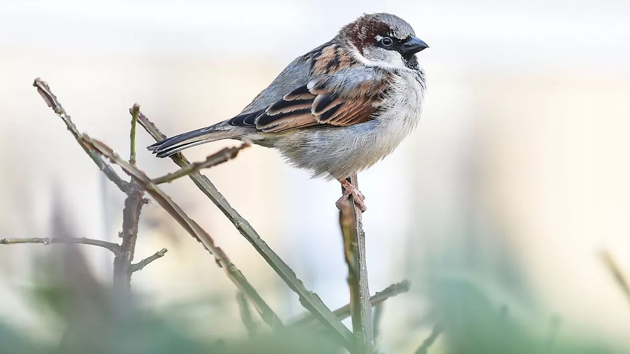 Nordrhein-Westfalen: Neue Runde der Vogelzählung: Zuletzt Spatz und Meisen vorn