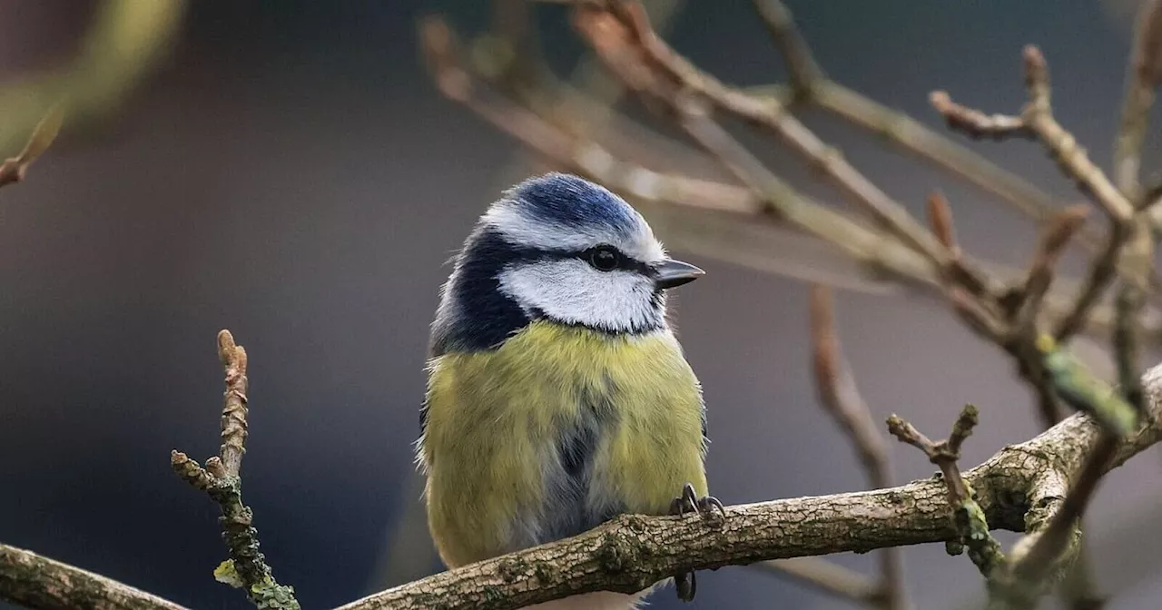 Stunde der Wintervögel: Bürger werden zu Vogelsachverständigen