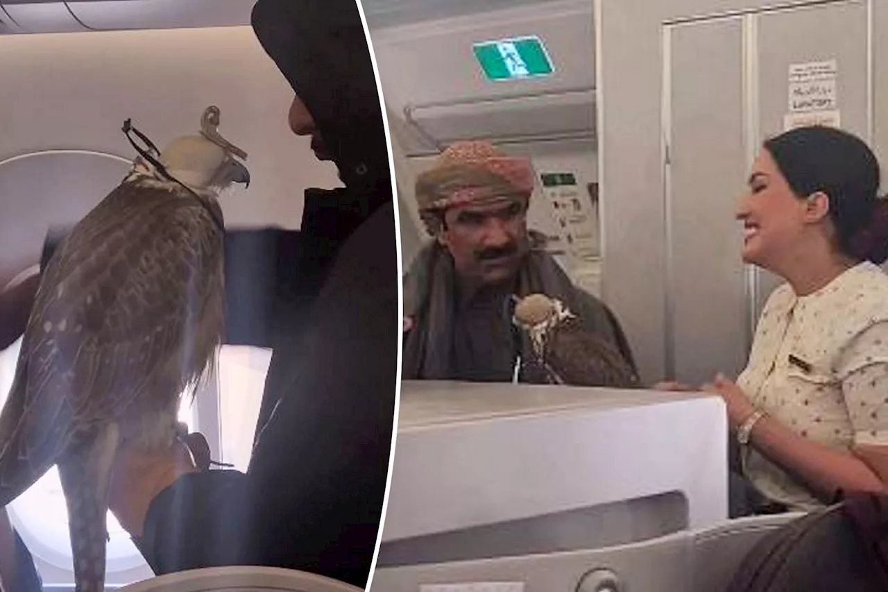 Airplane passenger baffled after spotting falcons on board: 'Am I dreaming?'