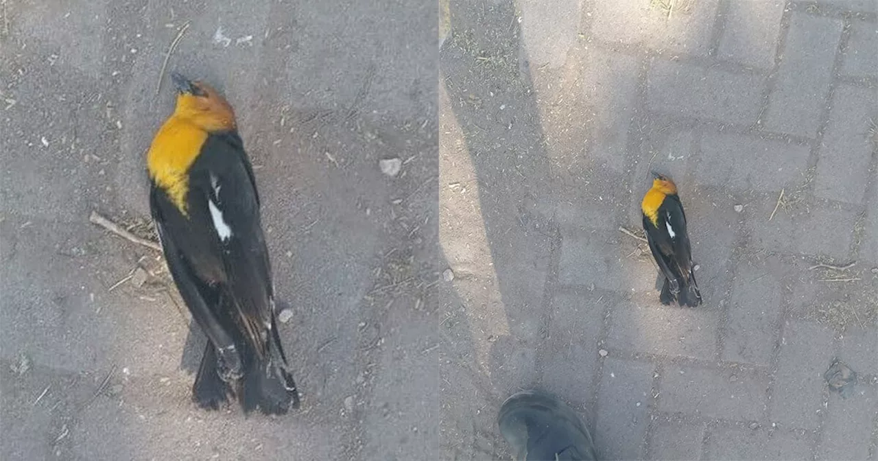 Muertes de aves en Irapuato: Vecinos sospechan de contaminación y frío