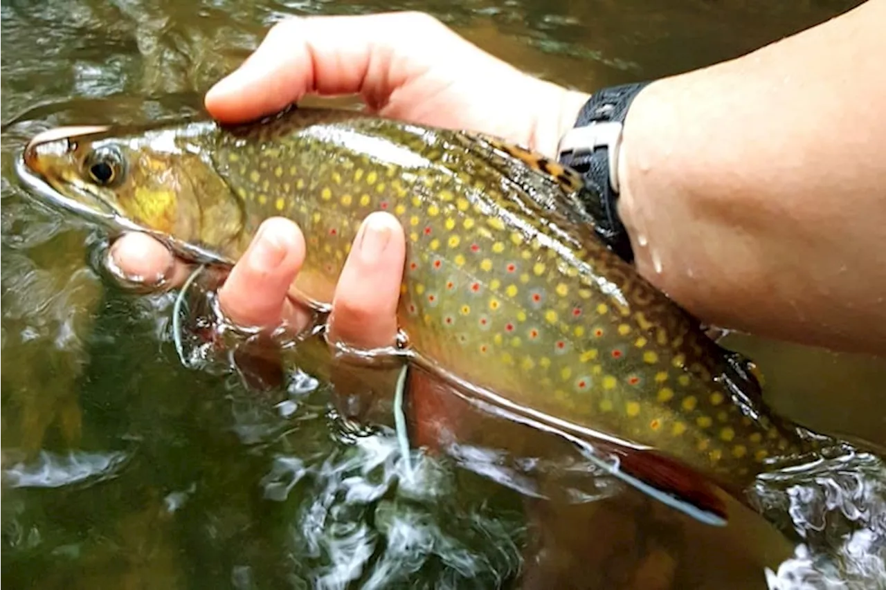 Tri-State Partnership Seeks to Restore Eastern Brook Trout