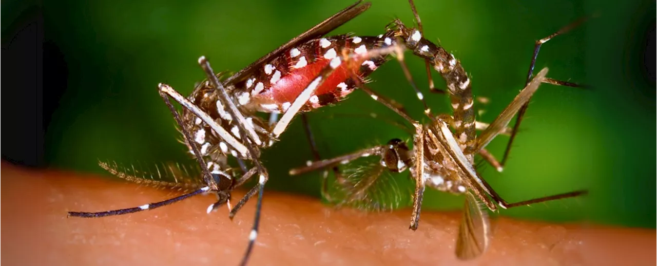 Genetically Modified Mosquito Semen Offers New Hope for Pest Control