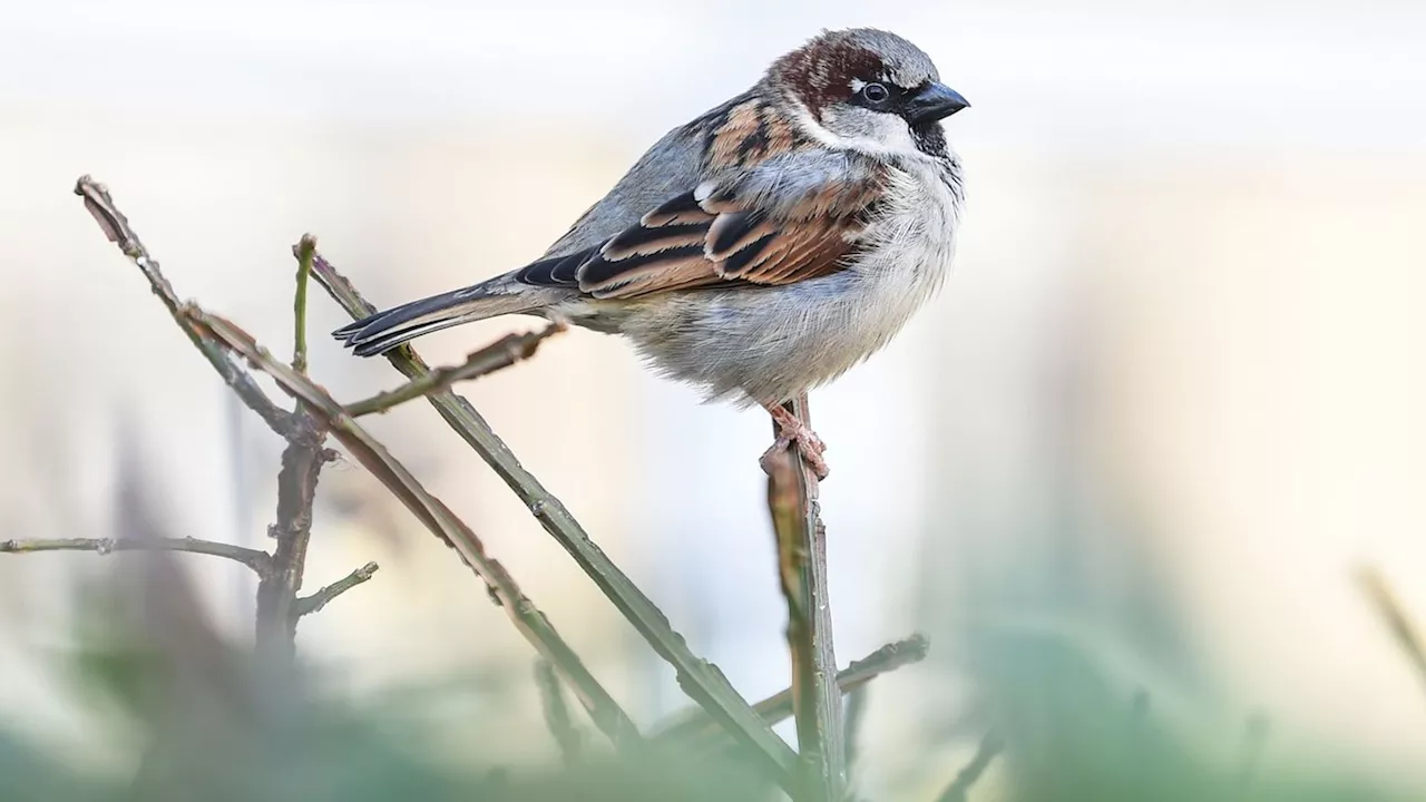 Natur: Neue Runde der Vogelzählung: Zuletzt Spatz und Meisen vorn