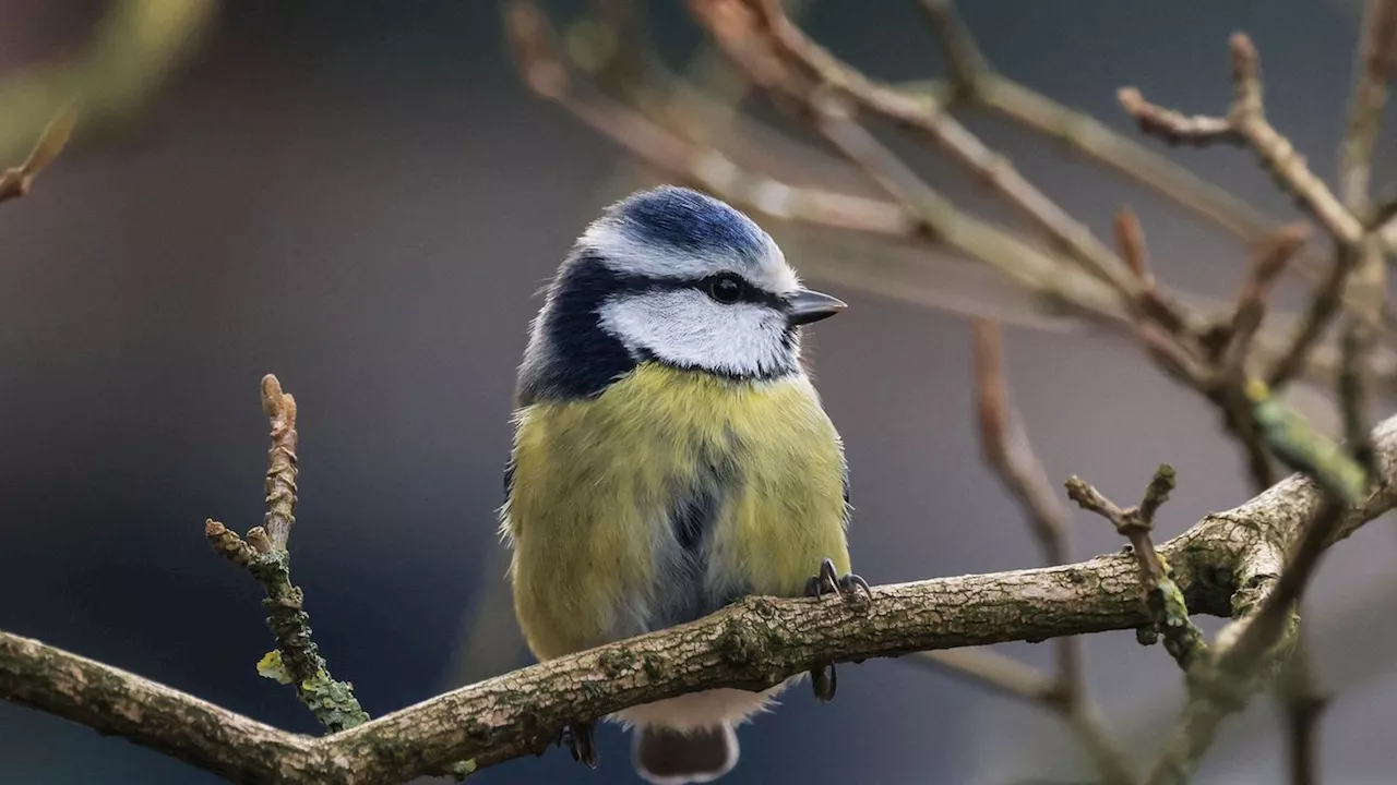 Stunde der Wintervögel: Bürger werden zum Vogelsachverständigen