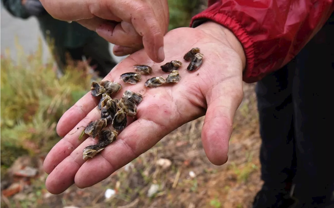 Bassin d’Arcachon : les huîtres ont beaucoup pondu cet été mais il y a déjà d’importantes mortalités