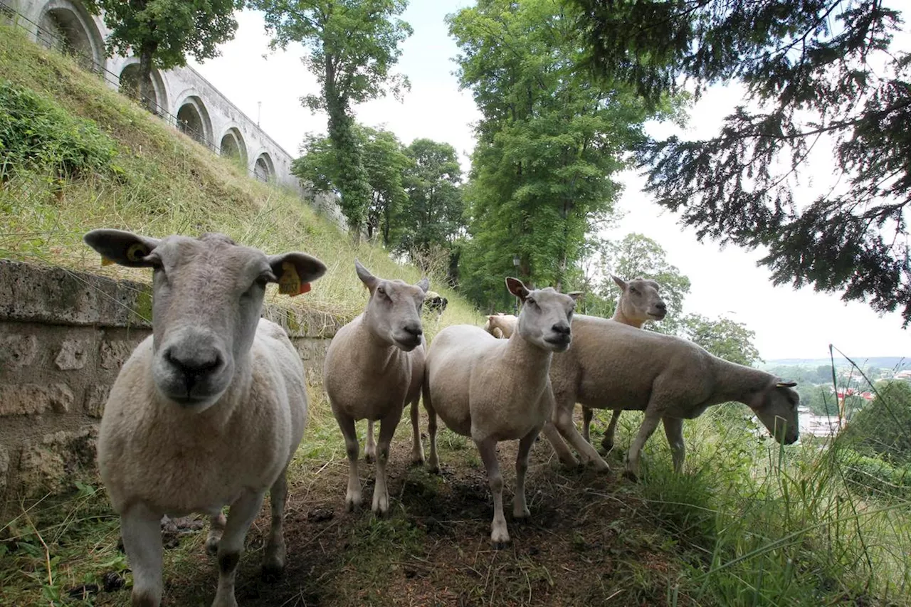 « Vous saviez que c’était interdit de tuer de cette façon ? » : amende avec sursis pour avoir abattu « illégalement » des moutons dans le Libournais