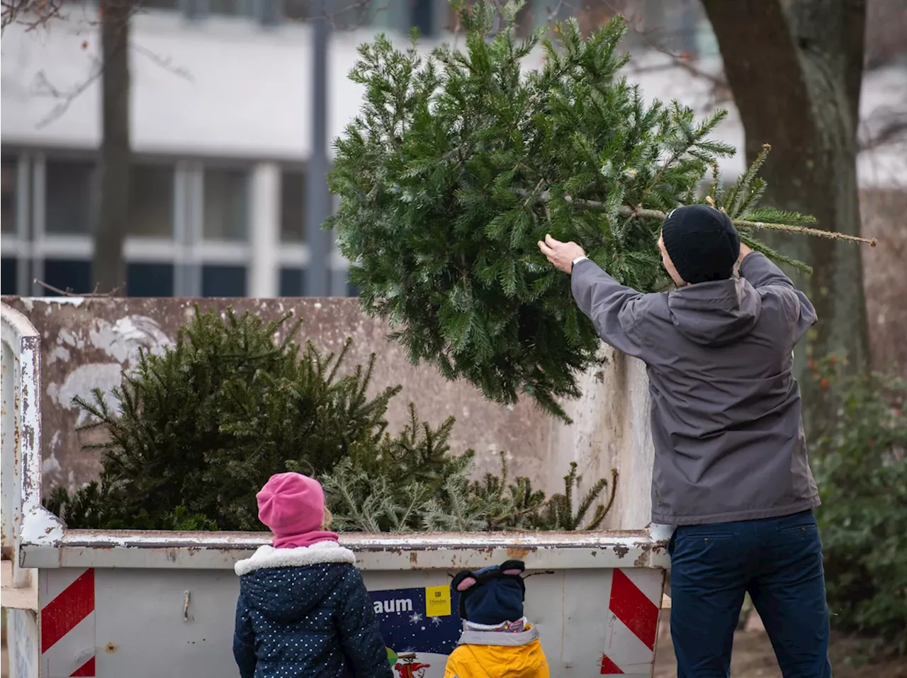 Die Christbäume müssen weg