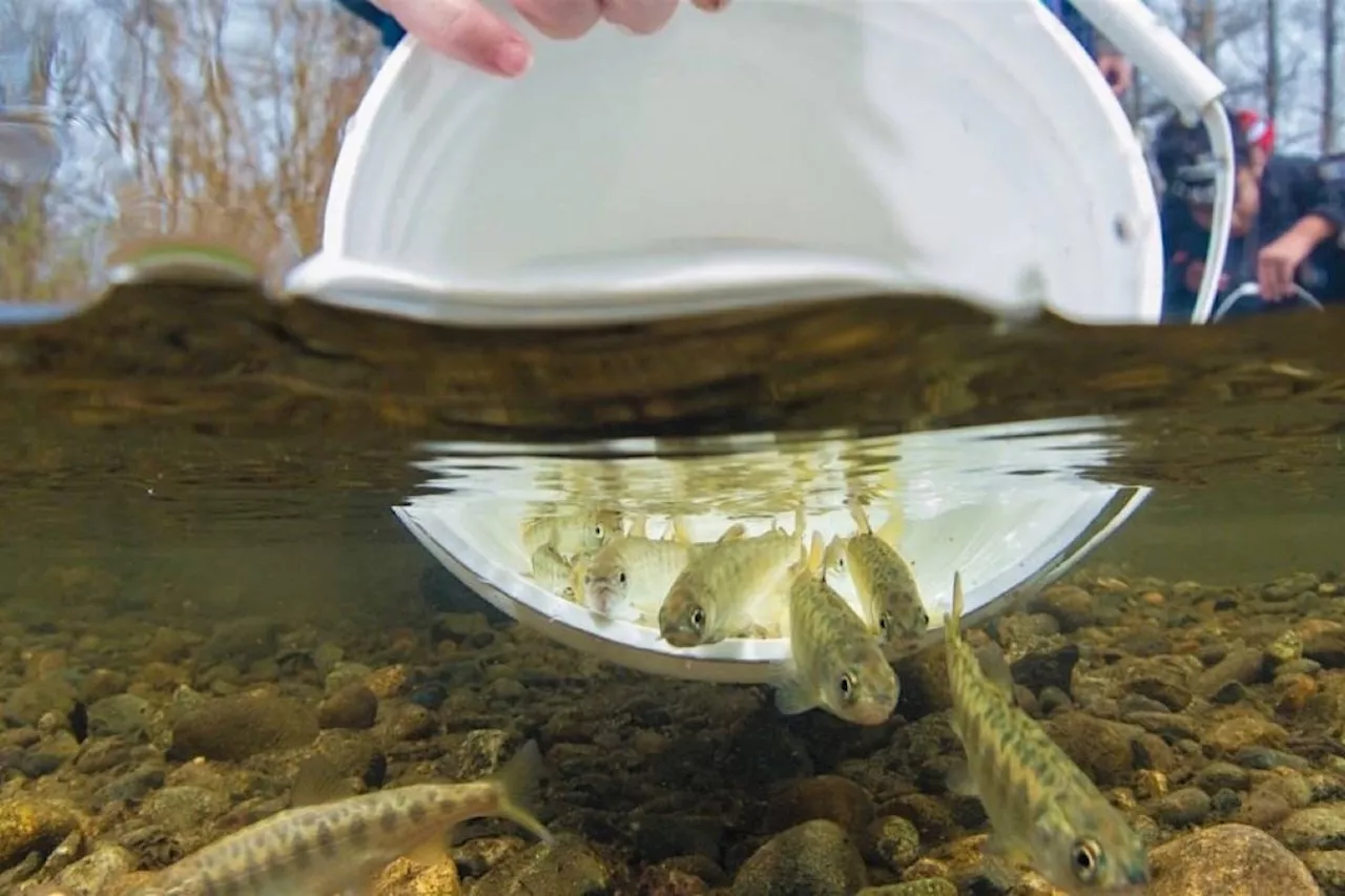 B.C. Salmon Conservation: Climate Change, Deforestation, and Aging Volunteers Top Concerns