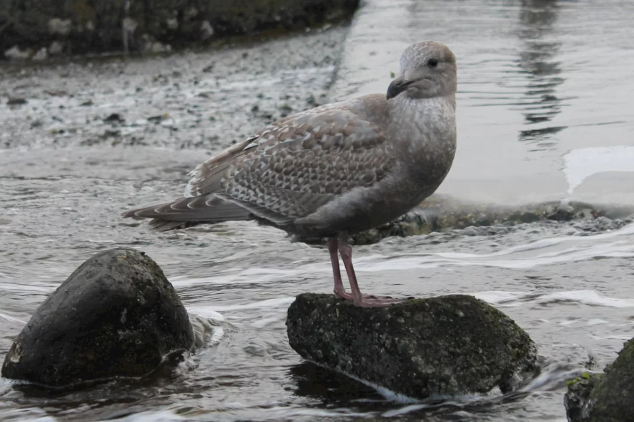 Glaucous-winged Gulls in Salish Sea Show Signs of Health and Thriving