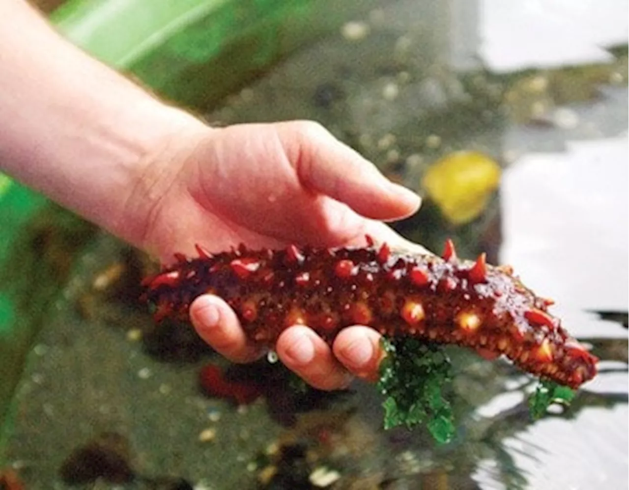 Nanaimo Man Found Guilty of Illegal Sea Cucumber Fishing