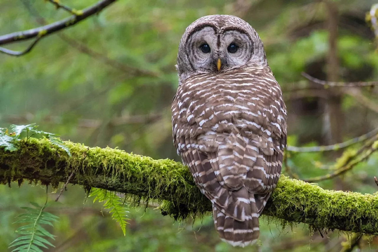 Owl Attack in Victoria Park Sparks Safety Concerns