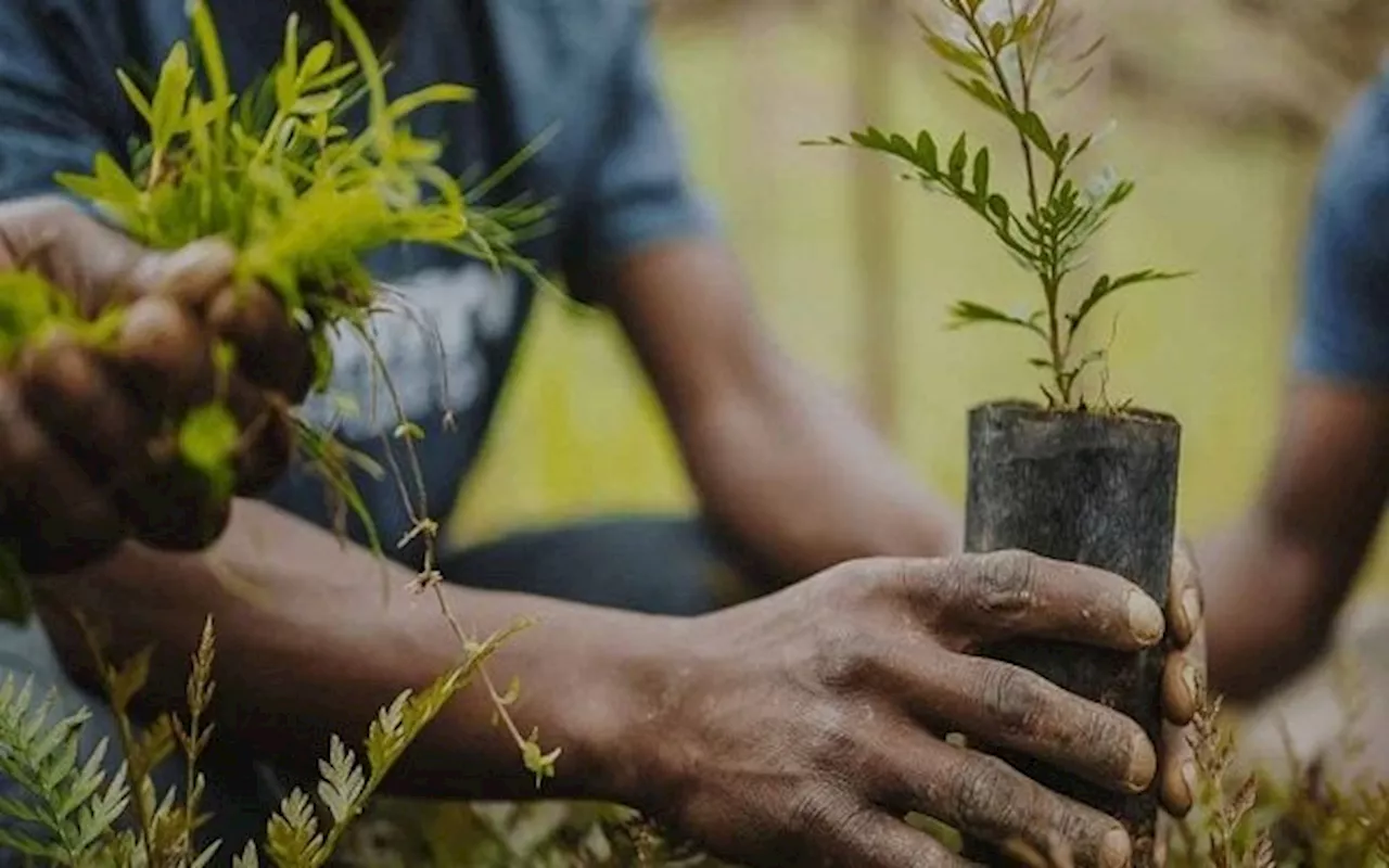 Kaduna State Plans to Plant 10 Million Trees in Four Years