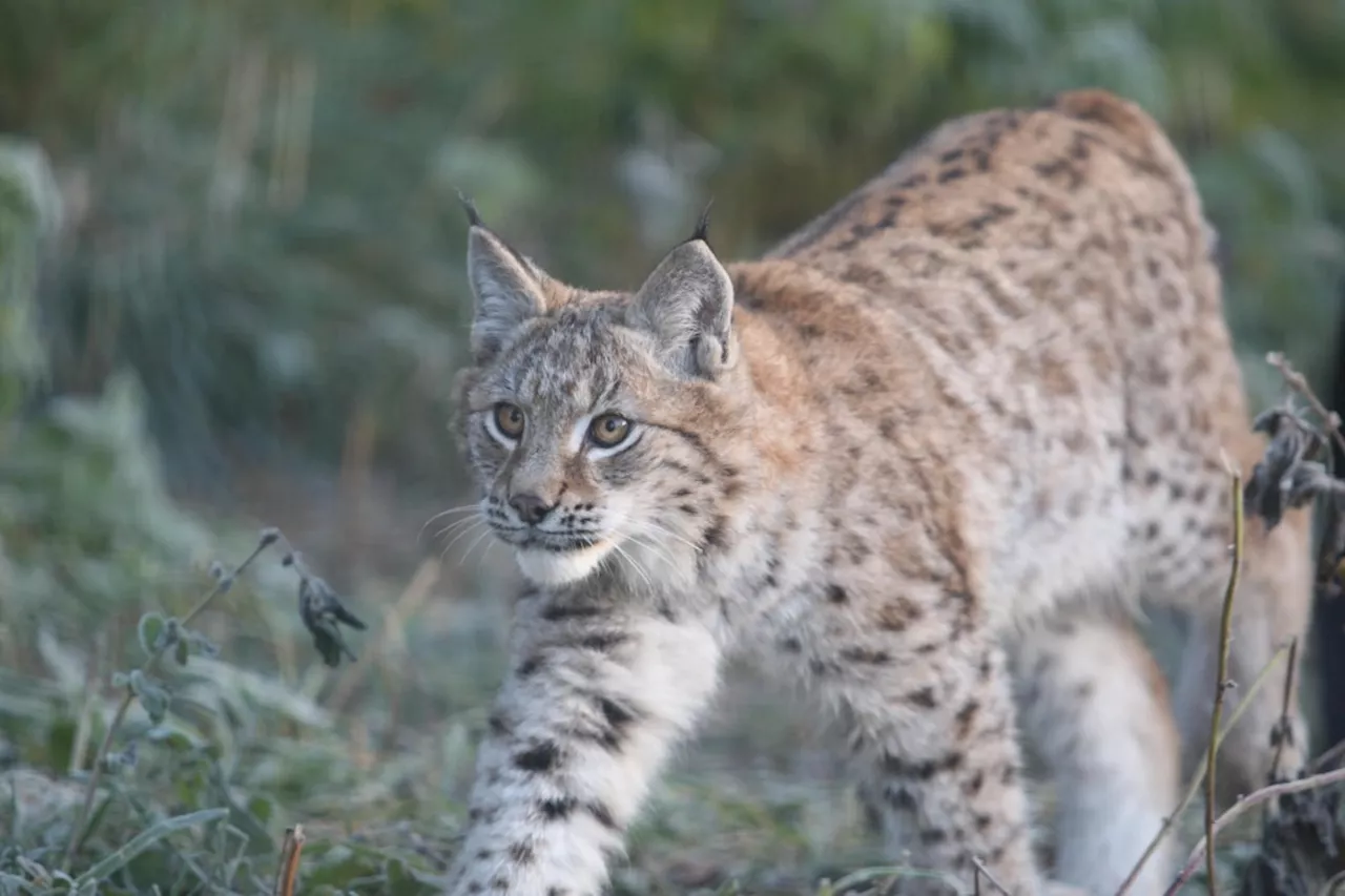 Police Investigate Illegal Release of Two Lynx in Cairngorms National Park