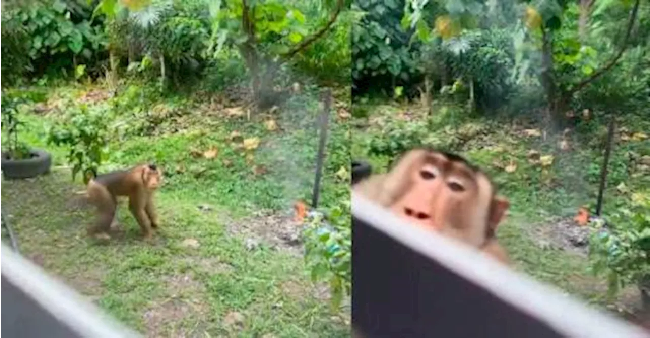 Macaques Turn Woman's Home Into Daily Battleground