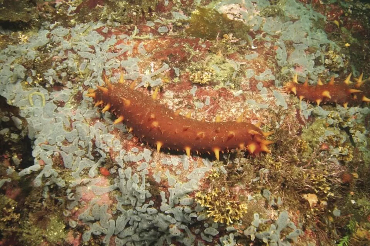 Man Found Guilty of Illegal Sea Cucumber Harvesting in B.C.