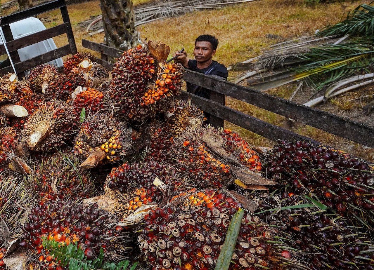 MSM dijangka didagangkan RM4,500 hingga RM5,000 satu tan seawal Ramadan