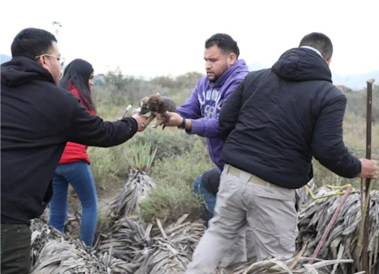 En medio del frío, rescatan a 24 perritos abandonados en un terreno baldío en Nuevo León