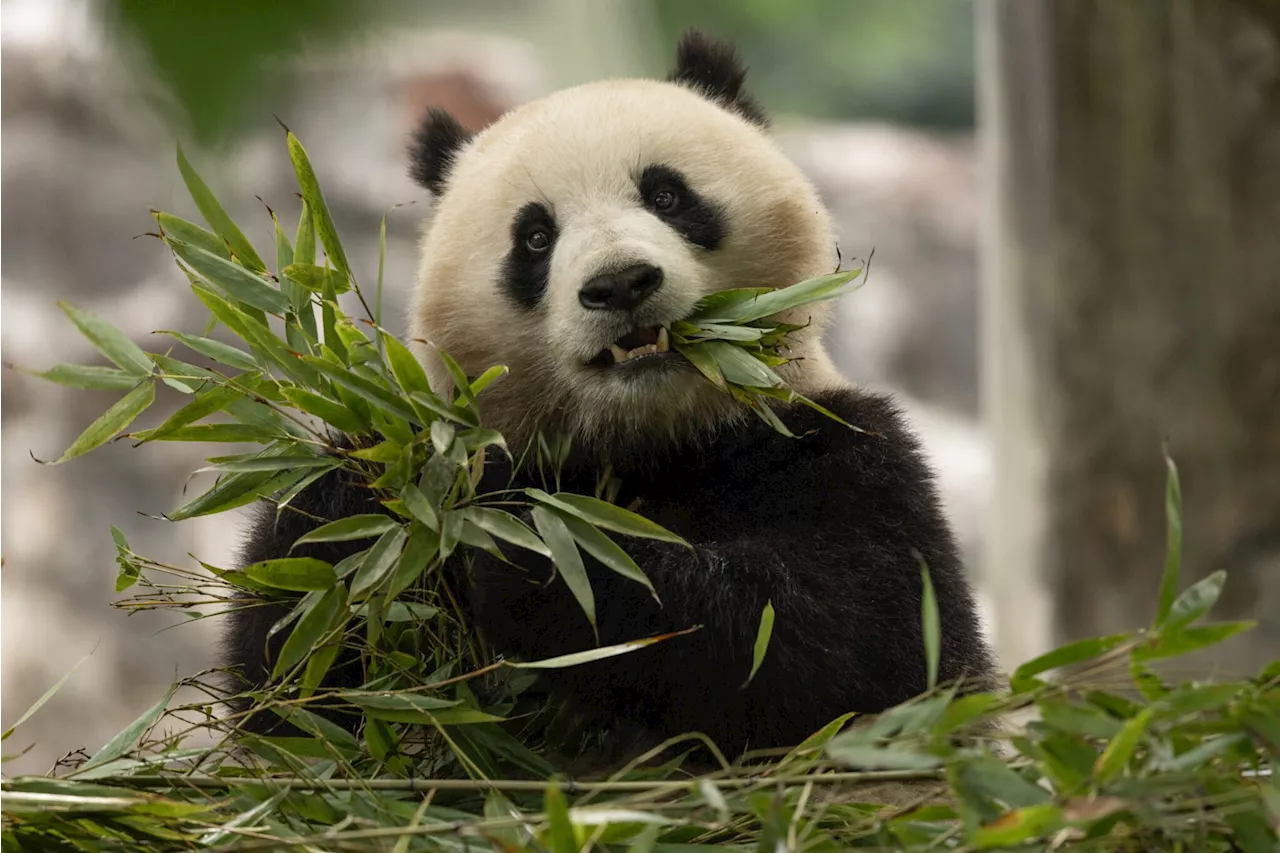 Bamboo Bar Pops Up at Duke's to Celebrate New Pandas