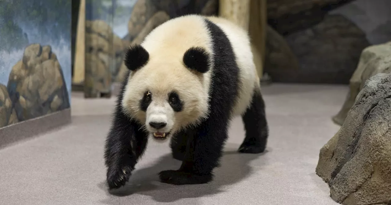 New Pandas Debut at the National Zoo