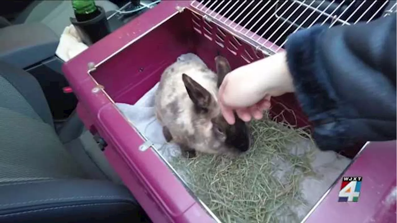 Rabbit Rescue: 14 Bunnies Dumped in Timucuan Preserve