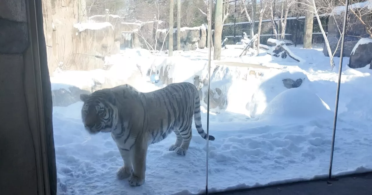 Indianapolis Zoo Animals Embrace the Winter Chill