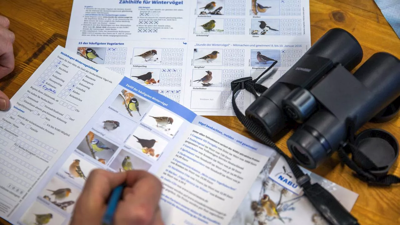 Vögel zählen: Wie Bürgerwissenschaft der Wissenschaft hilft