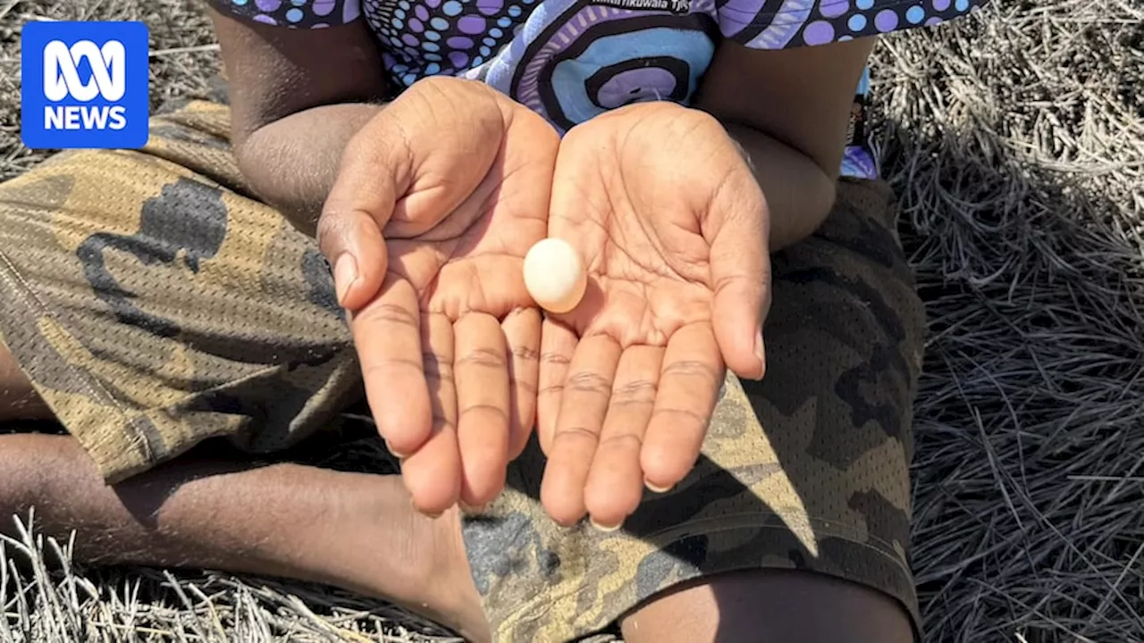 Second-ever elusive night parrot egg discovered in the Kimberley