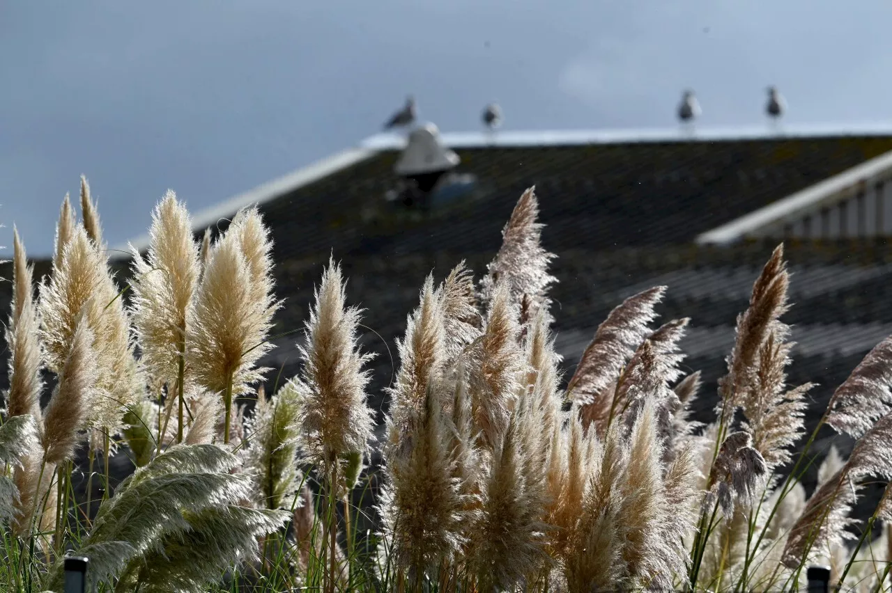 L'herbe de la pampa est dans tous nos jardins, mais elle est pourtant interdite : attention à l'énorme amende