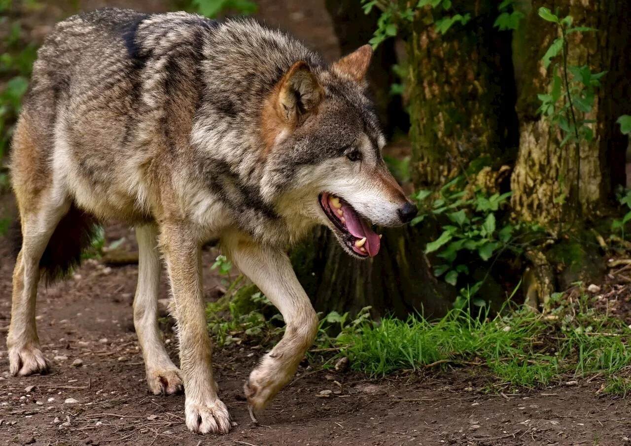 Le loup est bien présent en Mayenne