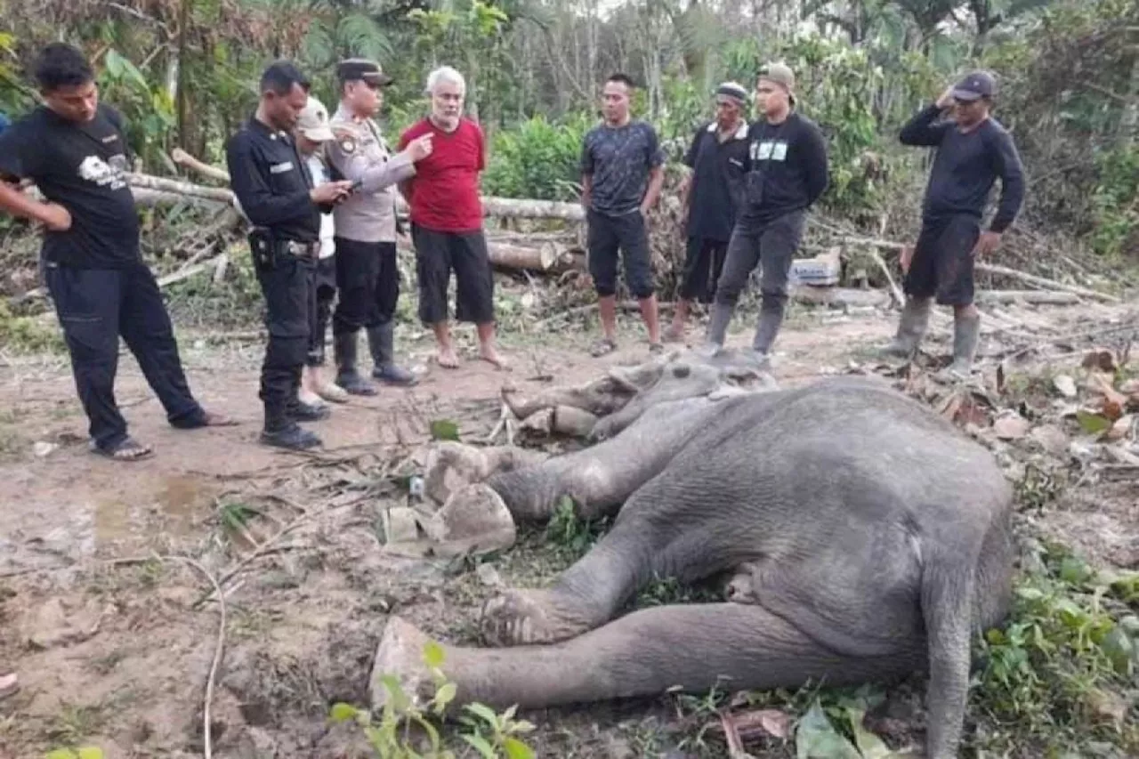 Gajah Sumatera yang Dirawat Sakit Ditemukan Mati di Aceh Timur