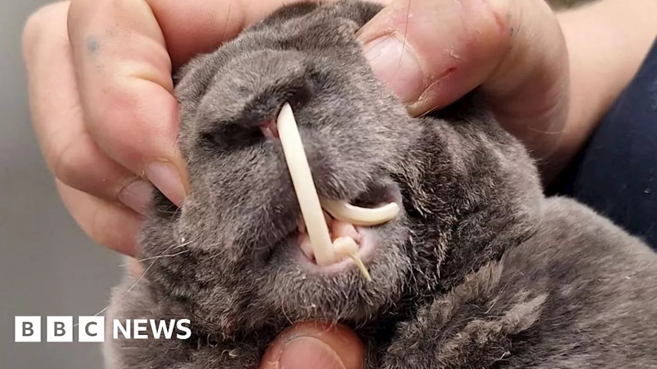 Rabbit Rescued from Certain Death After Overgrown Teeth