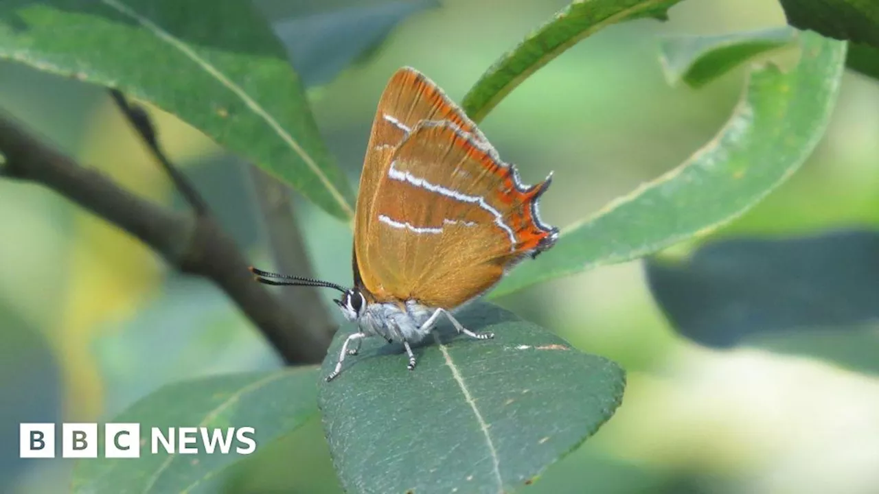 Rare Butterfly Numbers Remain Stable Despite Climate and Habitat Threats