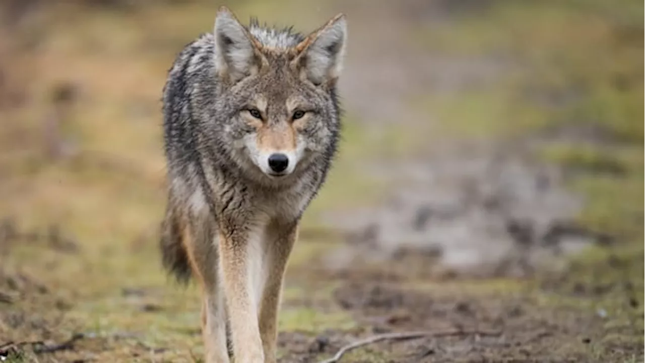 Residents say they're living in fear after coyote attacks in Liberty Village, Fort York