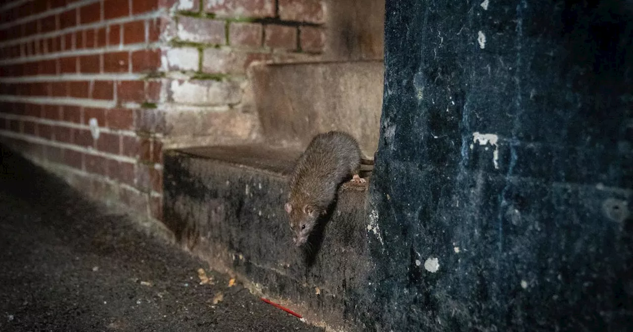 Warming Temperatures Fuel Rat Population Boom in Global Cities