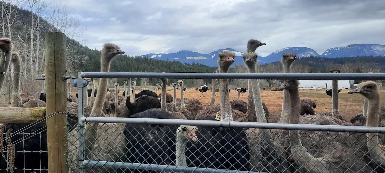 Judge Delays Order to Cull 400 Ostriches in B.C. Farm Avian Flu Outbreak