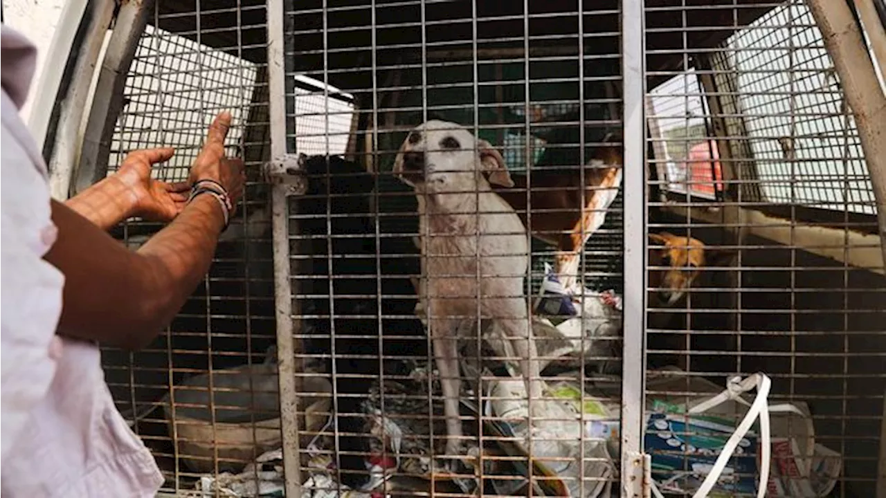 Daftar Negara yang Penduduknya Masih Makan Daging Anjing