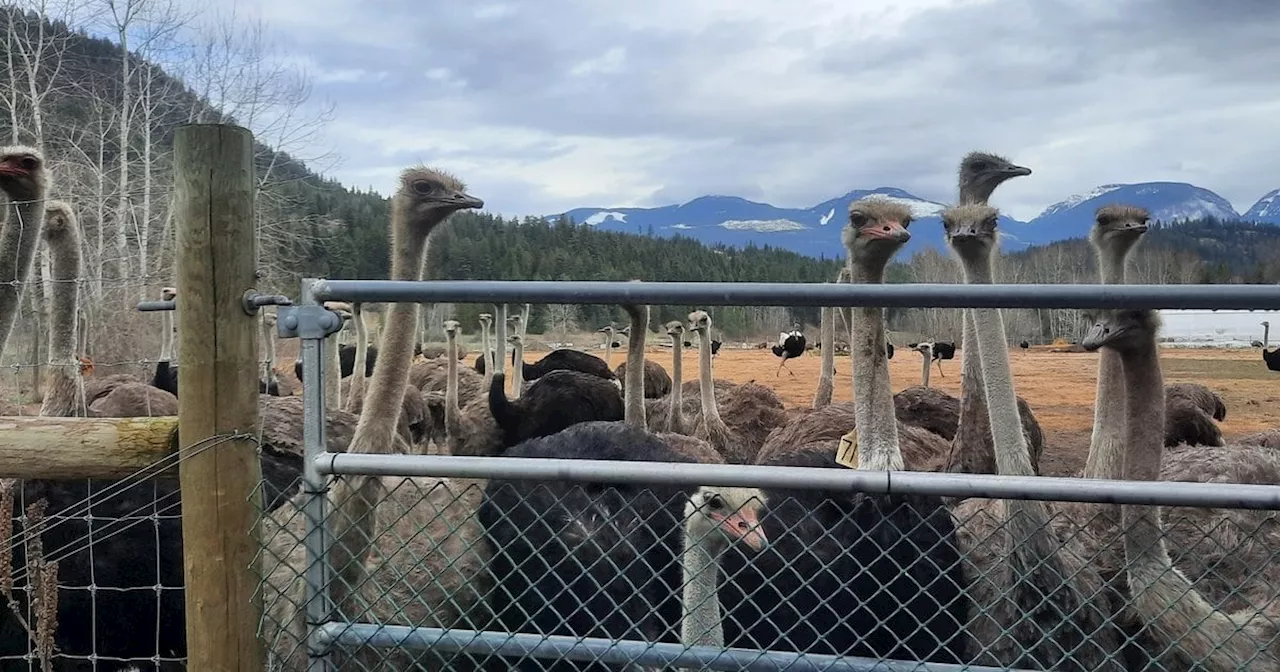 Judge Halts Order to Euthanize 400 Ostriches Infected with Avian Flu