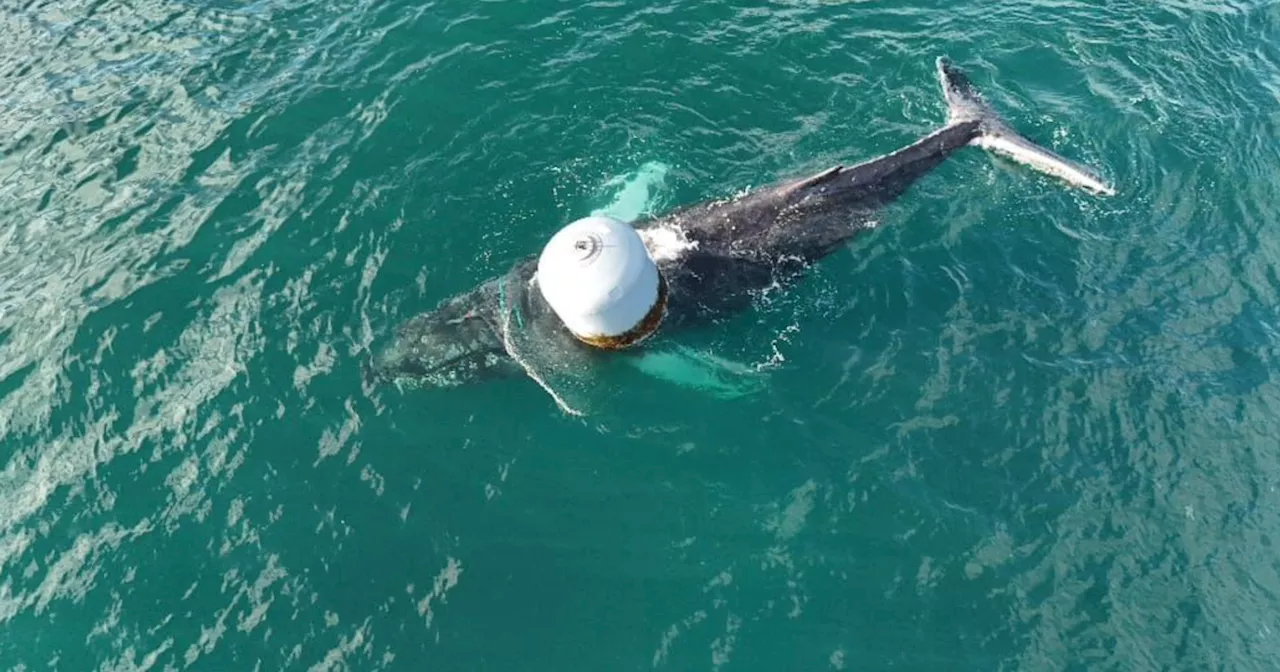 Whale trapped at Scottish fish farm freed after rescue mission with UK experts