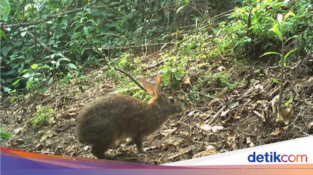 Kelinci Ekor Kapas Omiltemi, Spesies yang Dipandang Punah, Kembali Ditemukan