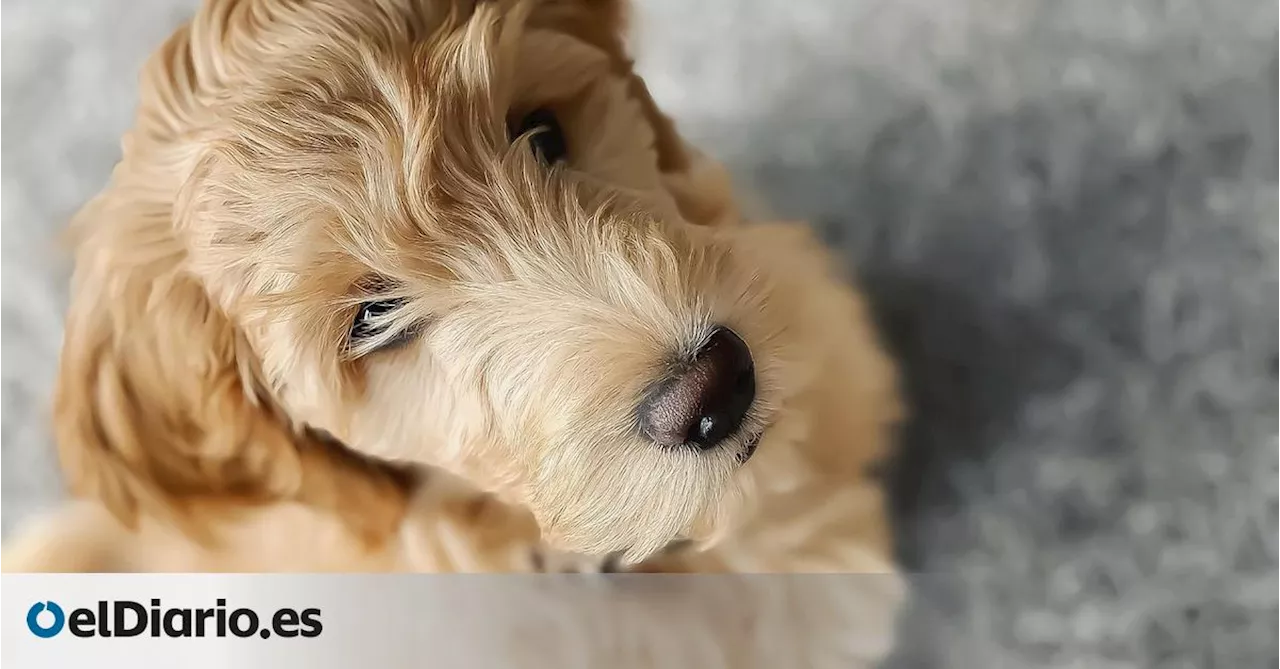 Un cachorro que no podía ni levantar la cabeza acaba recuperándose en un centro de acogida