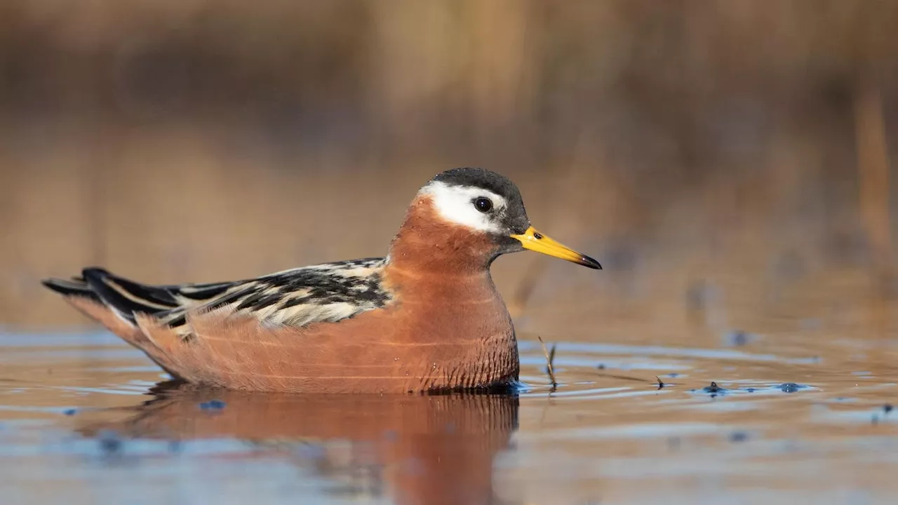 DEIA For Birds Could Help Avian Conservation