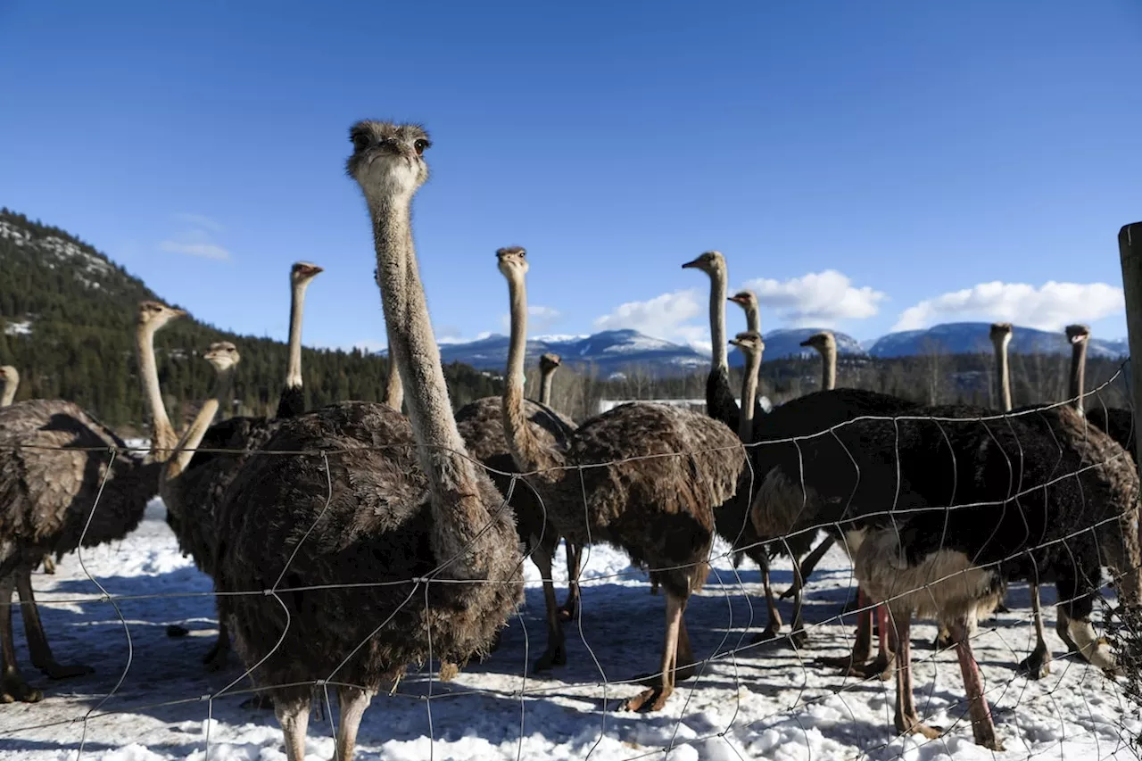 Court Halts Killing of 400 Ostriches in B.C. Over Avian Flu Fears