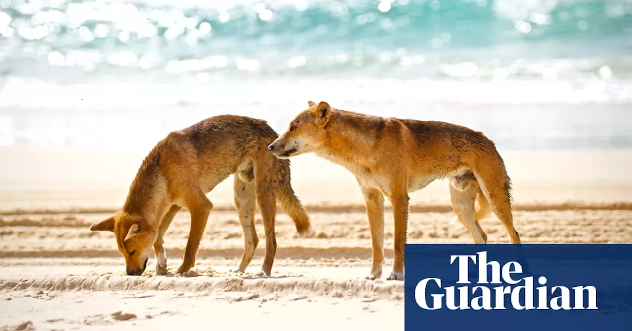 More and more tourists are being attacked by dingoes on Queensland’s K’gari. Can it be stopped?